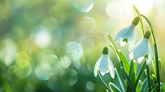 花朵青草光点自然摄影照片