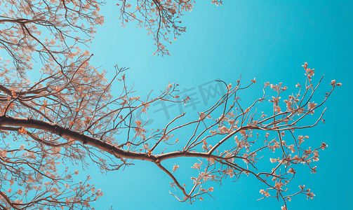 无叶树枝蓝天下的树从下往上拍摄树枝