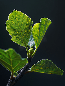 植物学图片摄影照片_深色背景下图片边缘的新鲜无花果叶的绿色芽