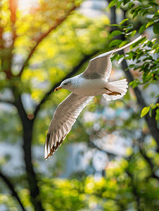 天空海鸥摄影照片_海鸥飞过树木飞行中的鸟夏日大自然的生活