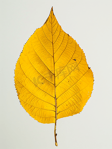 秋天树枝树枝摄影照片_白蜡树落黄叶的背面