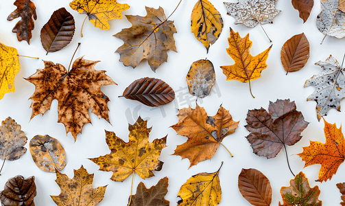 杂色纹理摄影照片_上面是各种斑驳的秋叶