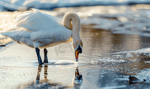 一只白天鹅低头在脚下在水面上清洁自己
