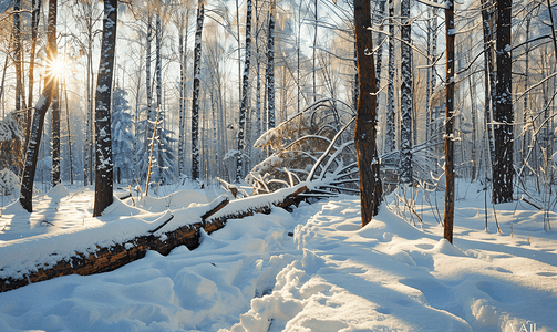 杉树摄影照片_冬季倒下的树树枝上的积雪云杉树倒下冬季森林