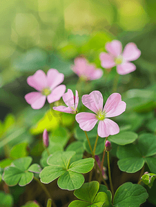 红色植物背景摄影照片_酢浆草的粉色花朵