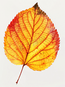 黄色秋季背景摄影照片_秋天的红色和黄色的苹果树的叶子被隔离