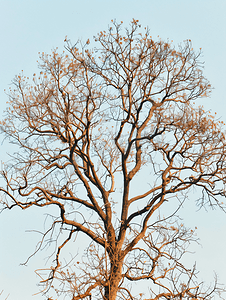 一棵树摄影照片_干橡树天空映衬的一棵树没有叶子的干树枝