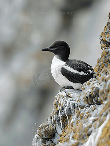 筑巢季节黑白相间的小海雀在悬崖壁架上休息