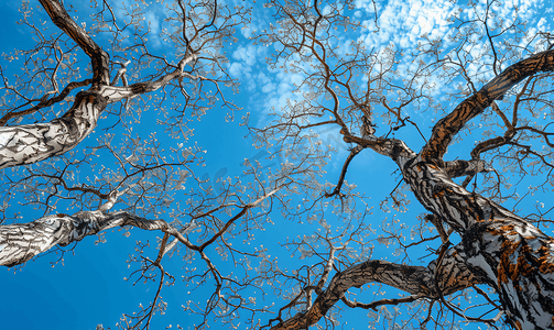 无叶树枝蓝天下的树从下往上拍摄树枝