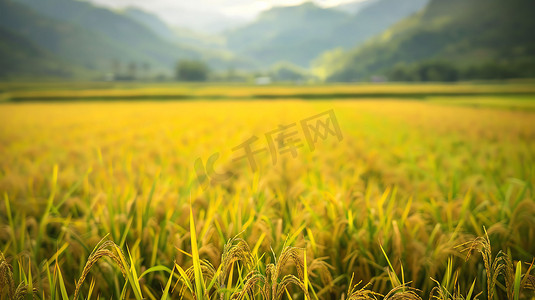 稻田水稻粮食金黄摄影照片