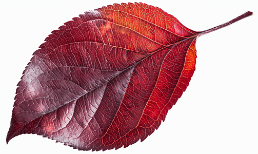 深红色背景摄影照片_深红色的秋天的苹果树上的叶子被隔离