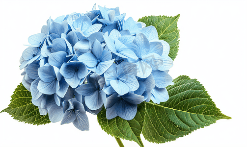 蓝色绣球摄影照片_新鲜的蓝色绣球花孤立在白色