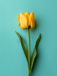 复古花蓝色摄影照片_在垂直的青色背景的黄色郁金香花