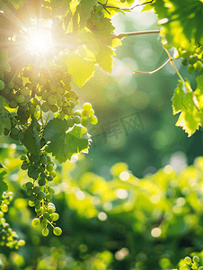 欧洲杯多彩摄影照片_阳光明媚、风和日丽的天气中葡萄的绿叶