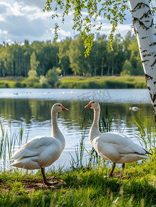 农场里的鹅幼鹅与白桦树池塘岸边的白鸟