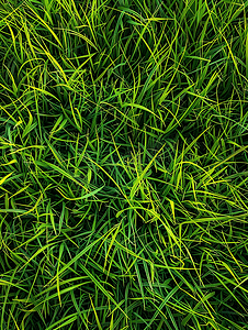 绿草的背景图案