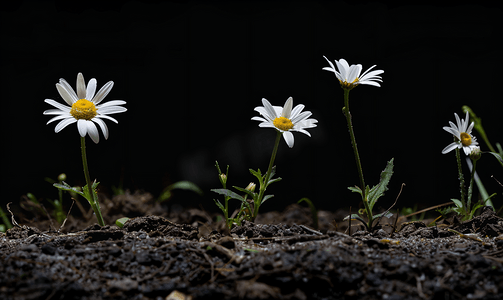 考彭雏菊是德克萨斯州的本土植物喜欢在受干扰的土壤中生长
