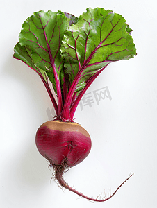 红色紫色背景摄影照片_成熟的有机花园甜菜根孤立在白色