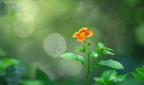 绿色清新花卉摄影照片_美丽的小花