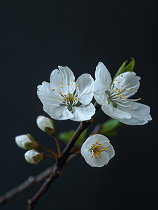 春天字体海报摄影照片_春天精致的白色樱花在黑暗背景下的特写
