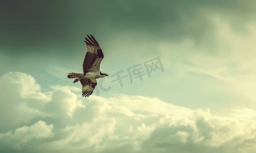 羽毛红色摄影照片_多云天空鱼鹰在飞行