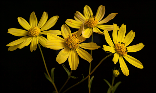 考彭雏菊是德克萨斯州的本土植物喜欢在受干扰的土壤中生长