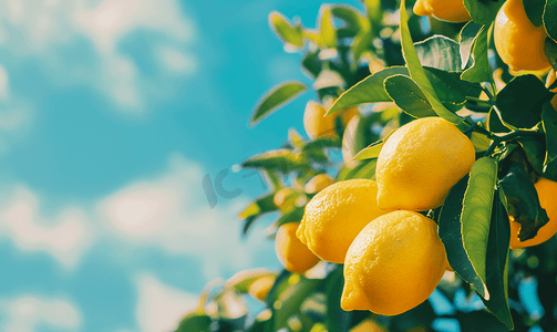 食品背景黄色摄影照片_西西里岛蓝天白云下一棵树上长着黄色的有机柠檬