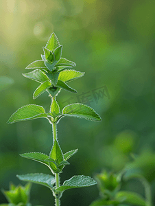 早春时节凤梨鼠尾草长出新叶