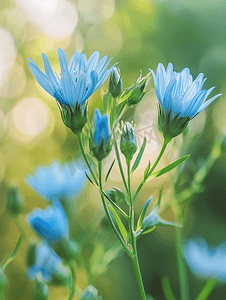 花园里发芽和盛开的菊苣花