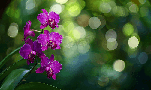 豪华黑色摄影照片_自然背景中的紫色兰花