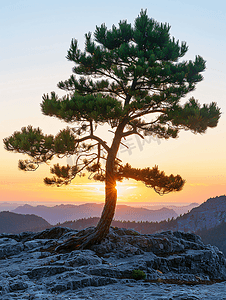 日落照片中的松树