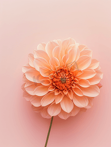 植物花卉摄影照片_夏季华丽的淡橙色大丽花花盛开