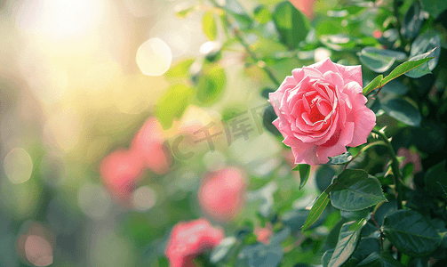 一朵攀爬的粉红玫瑰覆盖着花园里的凉亭