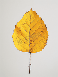 秋摄影照片_狗玫瑰植物秋黄叶的背面