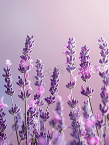 紫色标题摄影照片_柔和背景上由薰衣草花制成的花朵构图框架