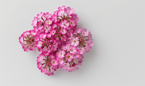 春天花朵红色摄影照片_从上面看到的欧蓍草粉红色的花朵