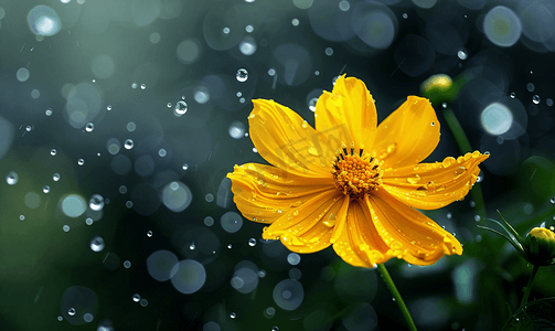 被雨滴压垮的黄色波斯菊