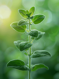 花园里发芽的快乐鼠尾草植物