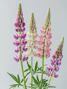 羽扇豆的花梗很长开着精致的粉色和白色花朵