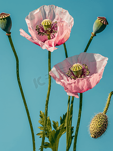 蓝色背景前的粉色罂粟花和种子头