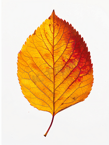 秋天季节摄影照片_秋天的红色和黄色的苹果树的叶子被隔离