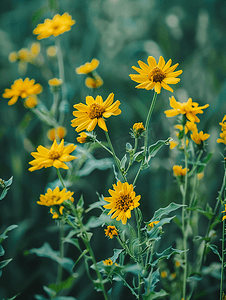 德克萨斯州金缕梅的黄色花朵是春天的标志
