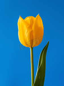 蓝色背景的天然黄色郁金香花