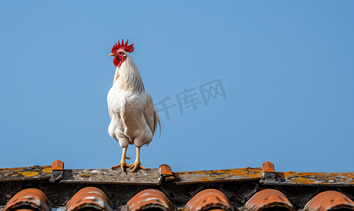 鸡鸭鹅摄影照片_屋顶上的白公鸡