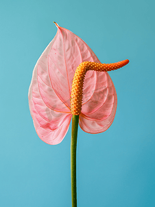 火鹤花或红掌花