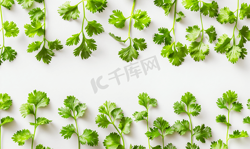 绿色蔬菜背景摄影照片_白色背景上的香菜叶