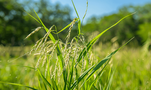 绿色小草摄影照片_德克萨斯州林地中生长的内海燕麦