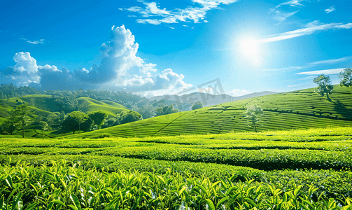 早晨蓝天茶园景观美丽的茶田
