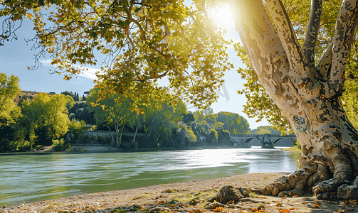 秋天树枝树枝摄影照片_罗马梧桐树和台伯河的分支