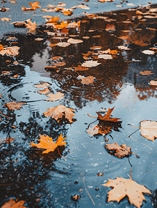秋天城市道路水坑里的落叶